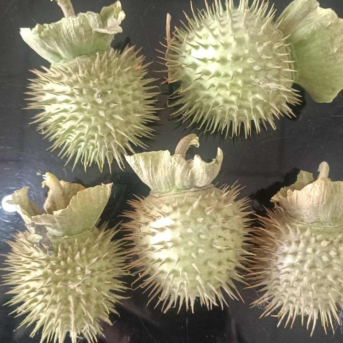 Potpourri Dried Flower - High-Quality Natural Dried Datura Pods– for